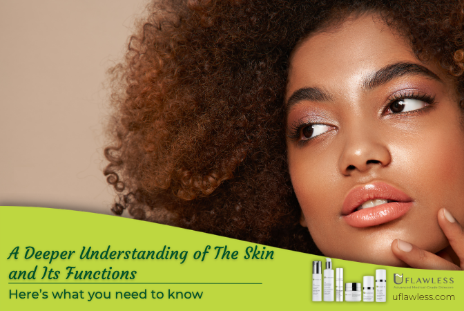 Deeper understanding of the skin and its functions