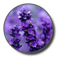 Lavender Flower Oil