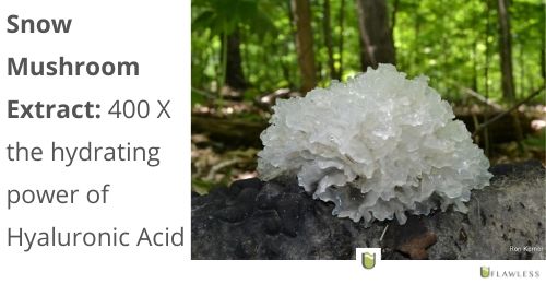 Snow Mushroom Extract: 400 times the hydrating power of hyaluronic acid